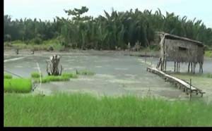 Petani di Rohil Berharap Bantuan Pemkab